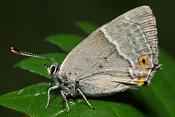 eikepage (quercusia quercus)